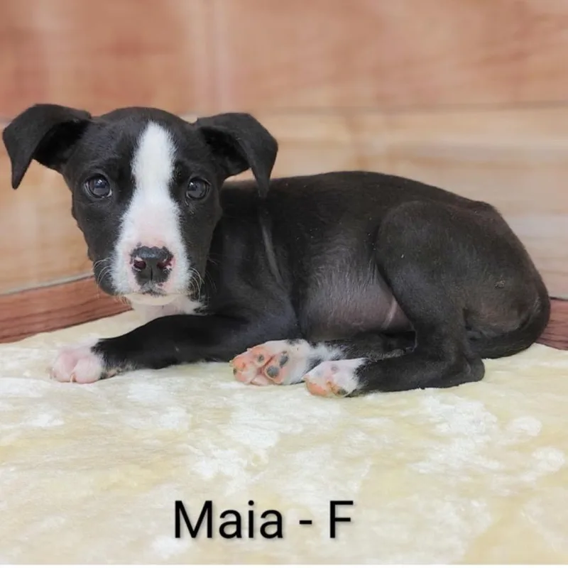 A baby medium-sized female Black Pit Bull Terrier dog named Maia for adoption in Griswold, CT