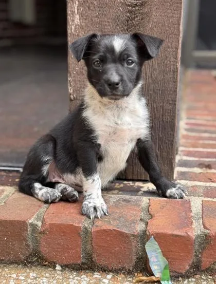A baby small-sized female Mixed Breed dog named Mohan for adoption in Memphis, TN
