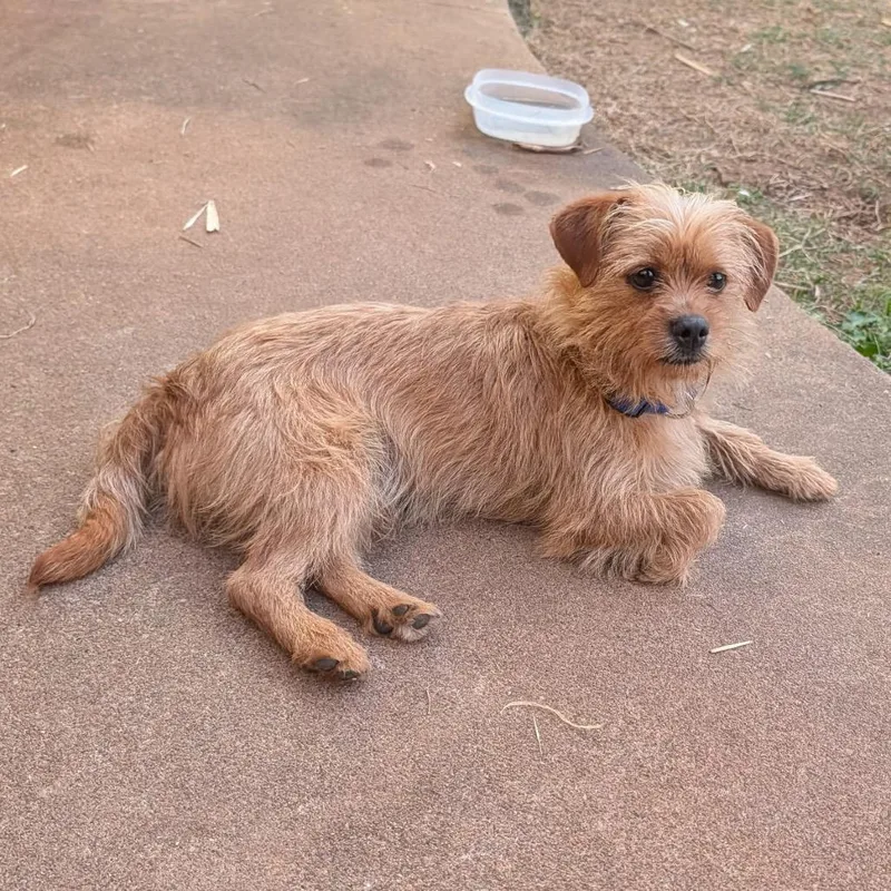 An adult small-sized male Golden Terrier dog named Finch C for adoption in Oklahoma City, OK