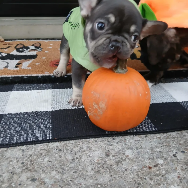 A baby small-sized male French Bulldog dog named Merlin for adoption in Elyria, OH