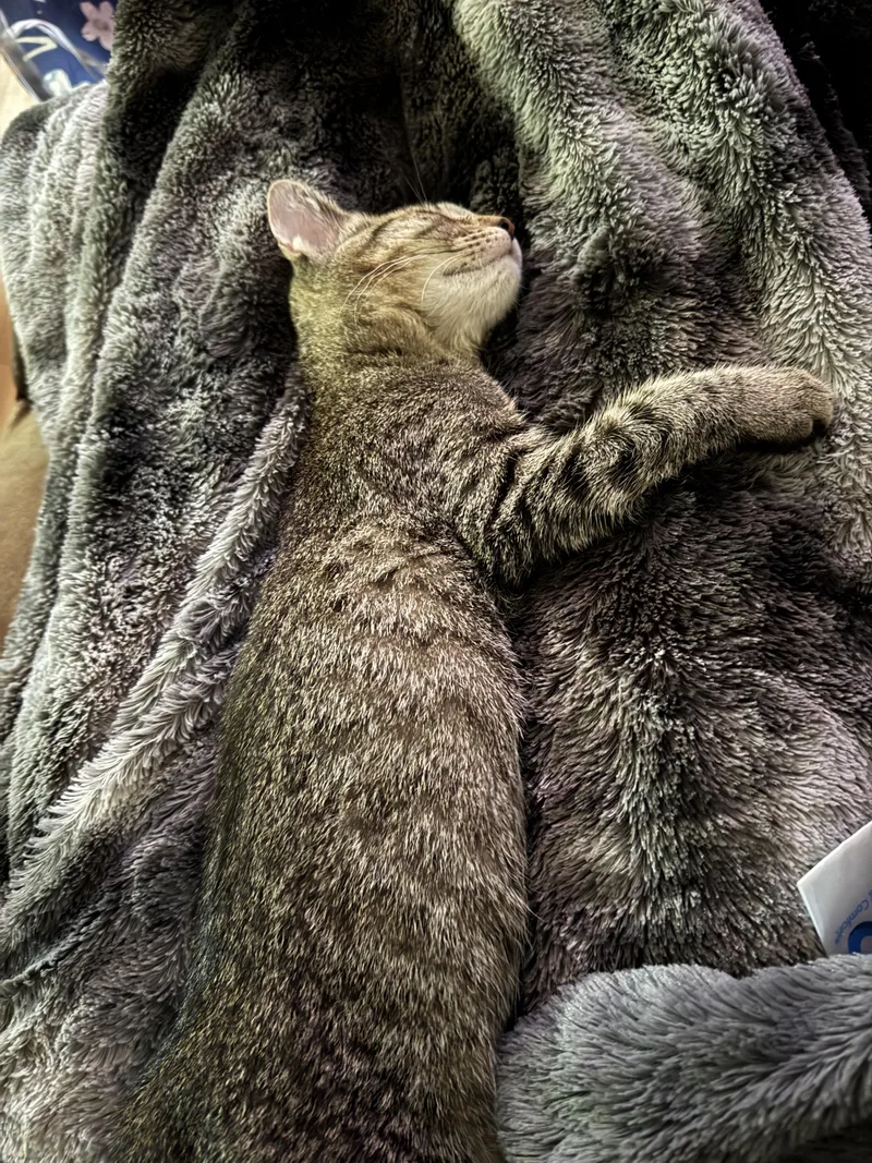 A baby small-sized male Tabby (Gray / Blue / Silver) Domestic Medium Hair cat named Dudley for adoption in Muncie, IN