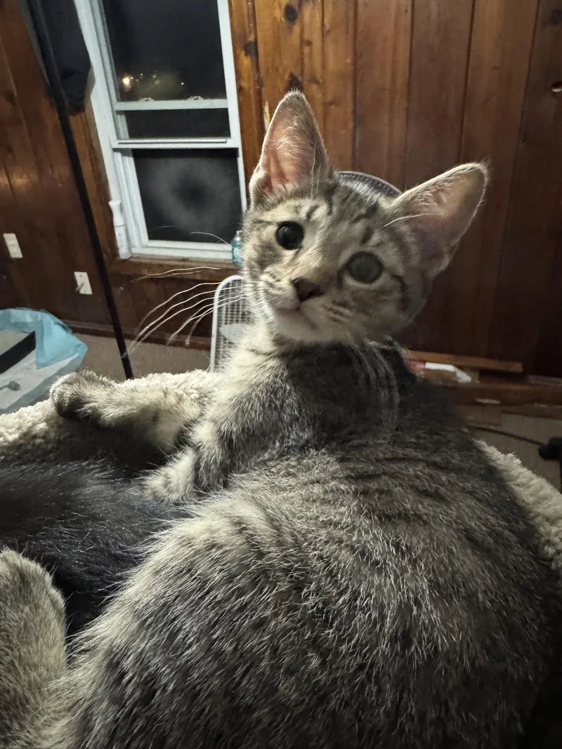 Dudley thumbnail 2