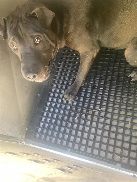 A young medium-sized male Mixed Breed dog named Midnight for adoption in Dallas, TX