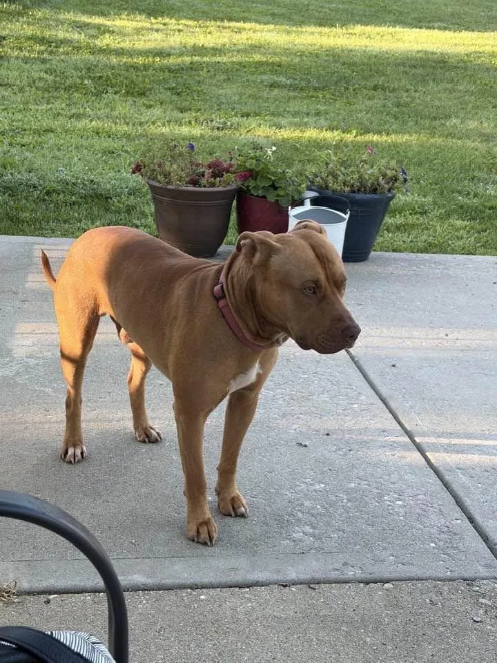 An adult large-sized male Gray / Blue / Silver Mixed Breed dog named Grayson for adoption in Cincinnati, OH