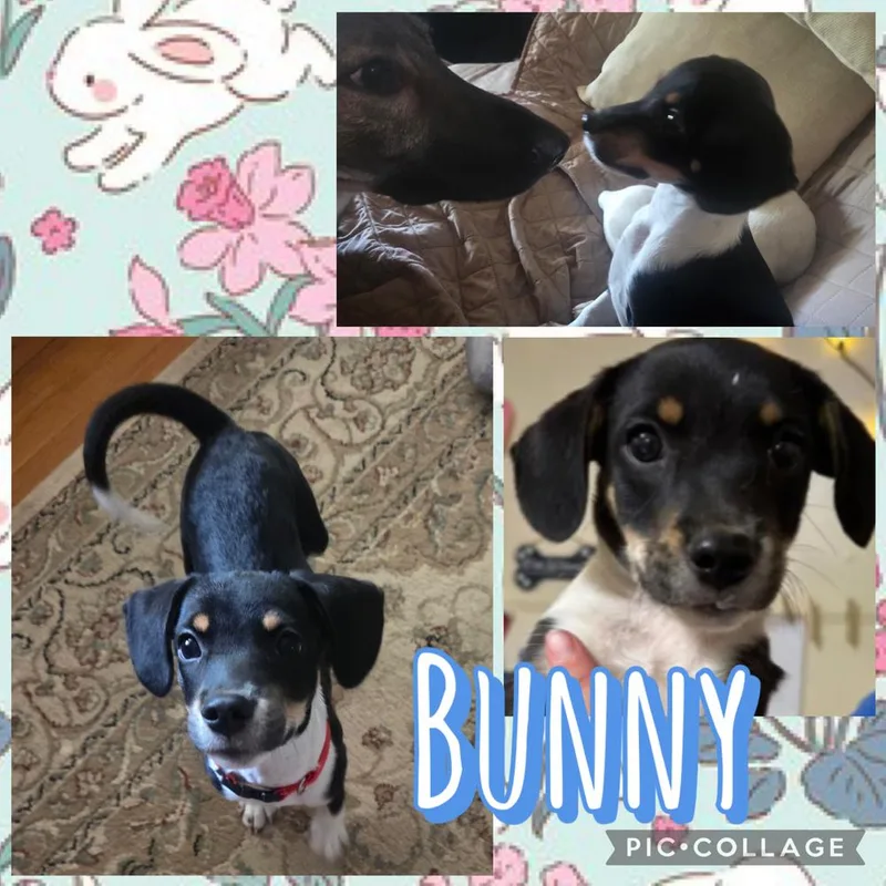 Bunny thumbnail 2