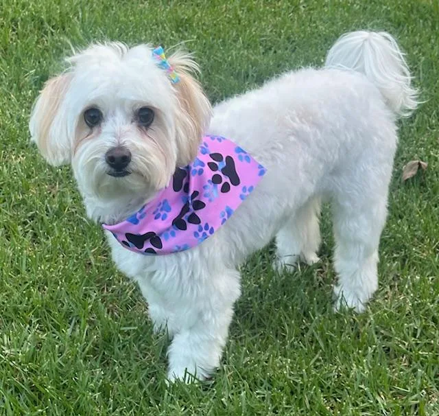 A young small-sized female White / Cream Maltipoo dog named Emmy for adoption in Bell Gardens, CA