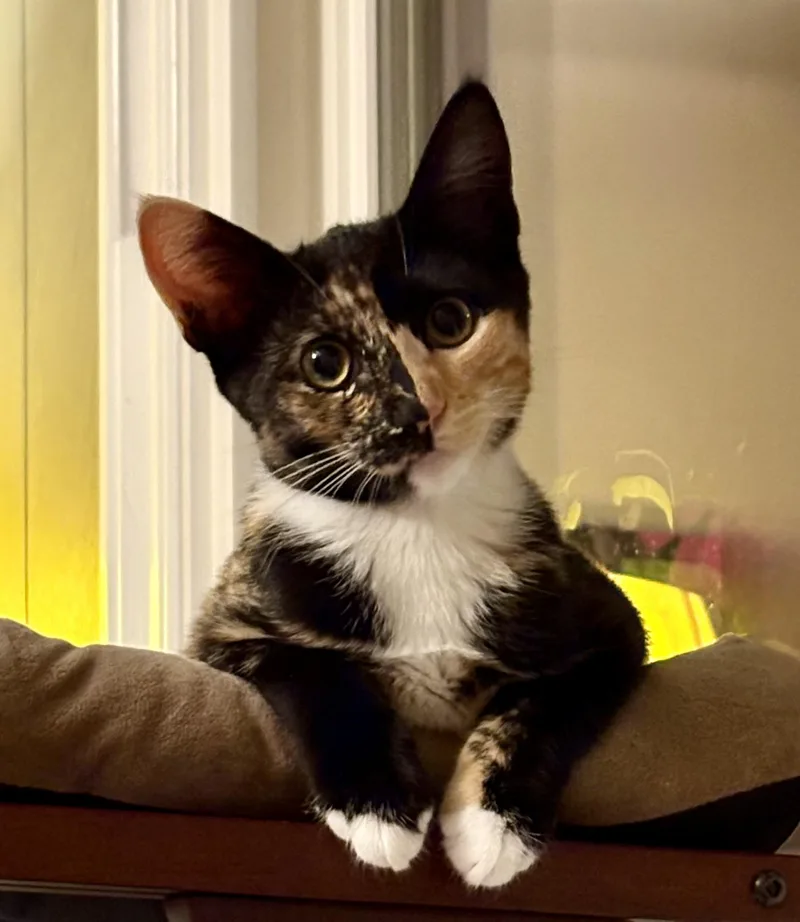 A baby medium-sized female Calico cat named Buttercup for adoption in Irvine, CA