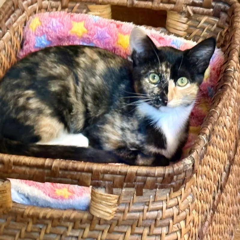 Buttercup thumbnail 3