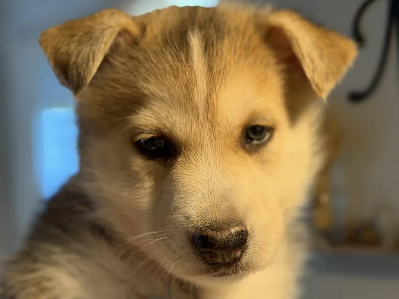 A baby large-sized male Husky dog named Loki for adoption in Holly Springs, NC