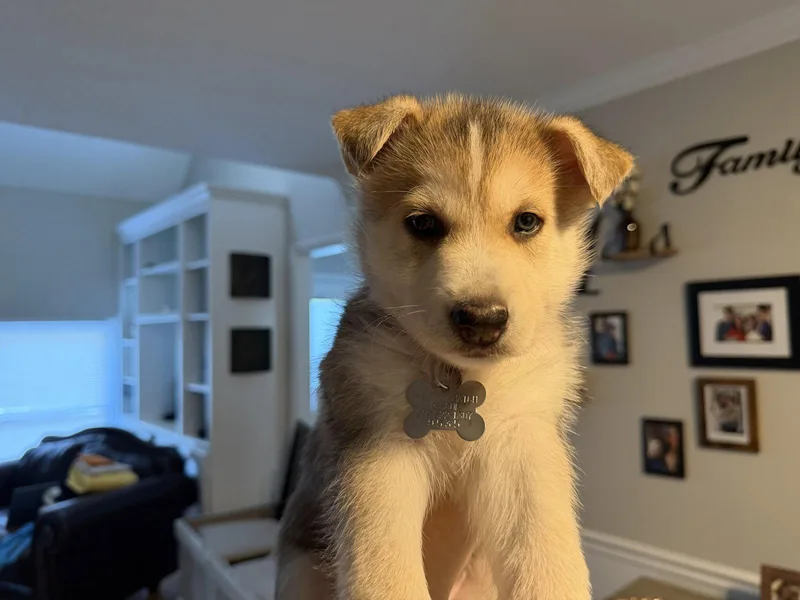 Loki thumbnail 3