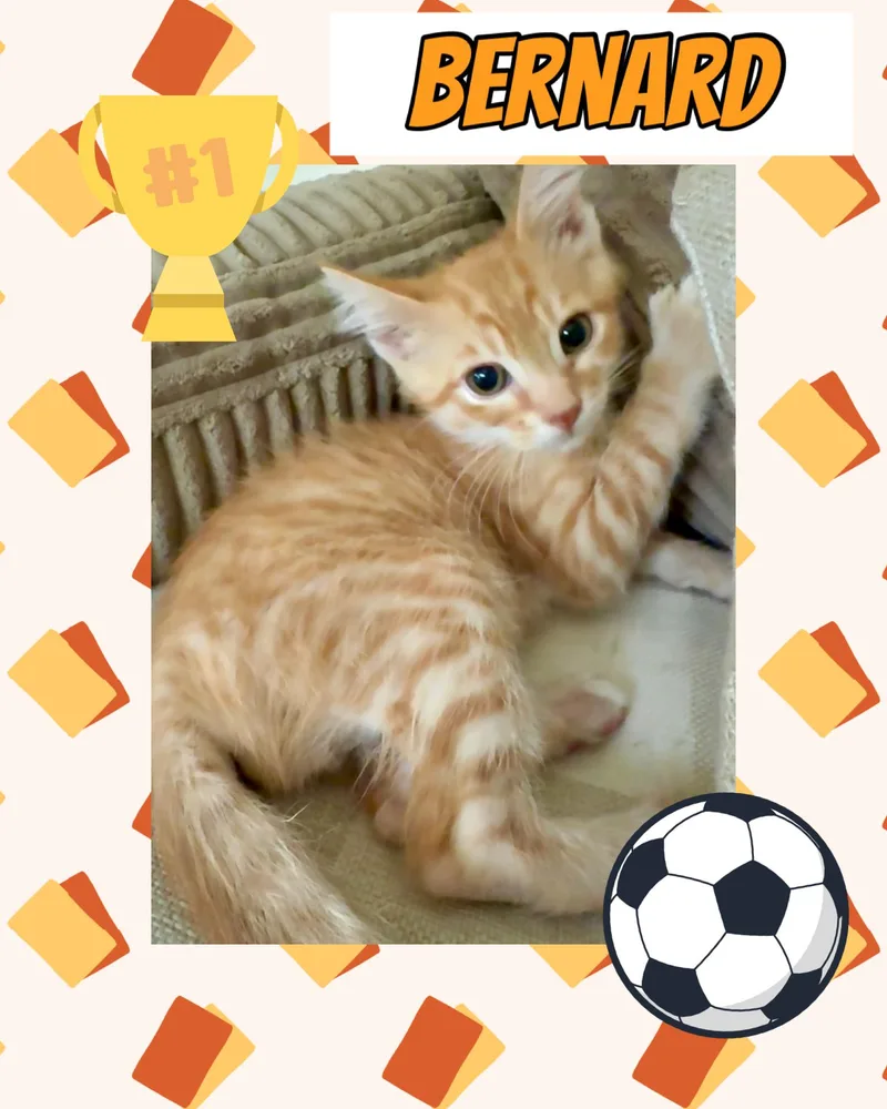 A baby medium-sized male Tabby (Orange / Red) Tabby cat named Bernard for adoption in Pasco, WA