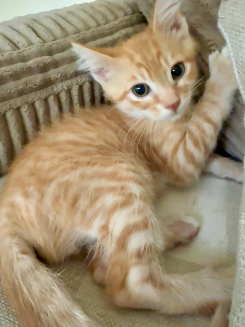 Bernard thumbnail 3
