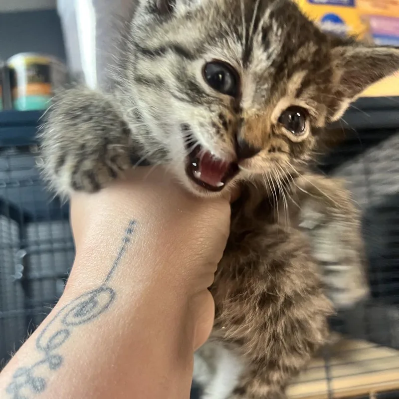 A baby small-sized female Gray / Blue / Silver Domestic Short Hair cat named Bubbles for adoption in Chillicothe, IL