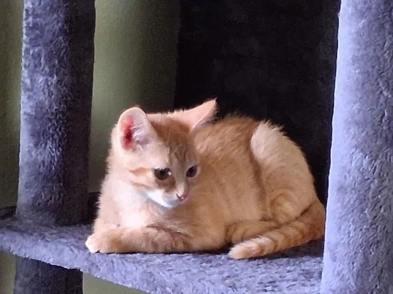 A baby medium-sized male Tabby (Orange / Red) Domestic Short Hair cat named Treat for adoption in Dorr, MI