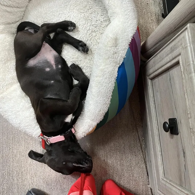 Pippa D thumbnail 3