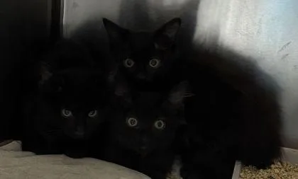 A young small-sized female Domestic Short Hair cat named A PebblesPetco North Charleston for adoption in North Charleston, SC