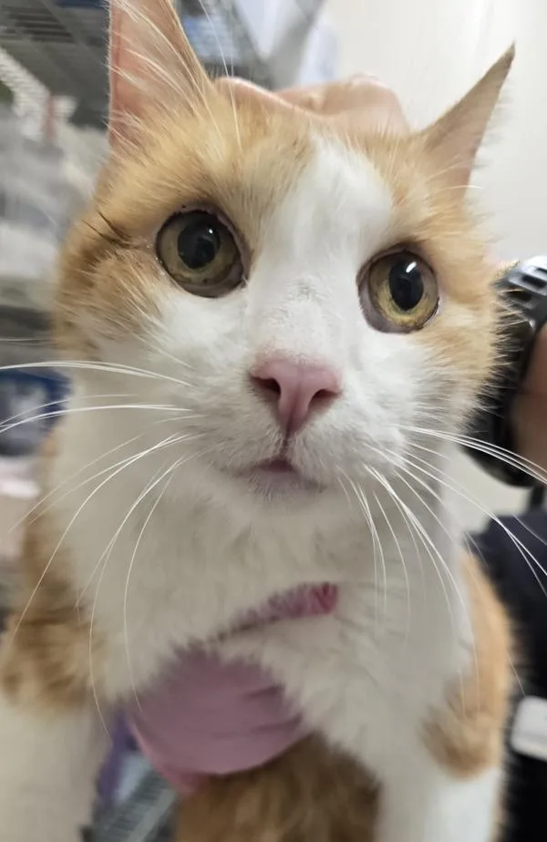 A senior medium-sized male Domestic Short Hair cat named Montana for adoption in Escondido, CA