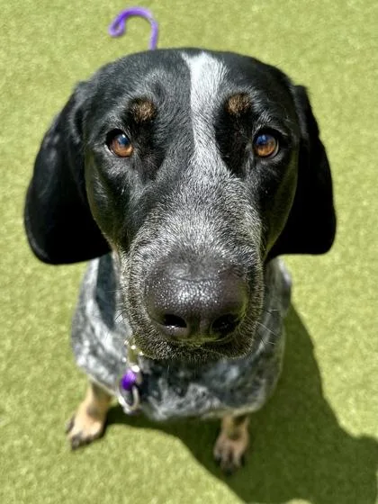 An adult extra large-sized male Black Bluetick Coonhound dog named Jaeger for adoption in Wichita, KS
