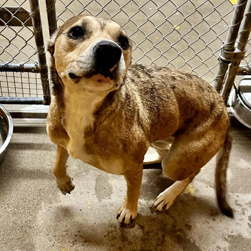An adult medium-sized female Brown / Chocolate Catahoula Leopard Dog dog named Bambi for adoption in Shinnston, WV
