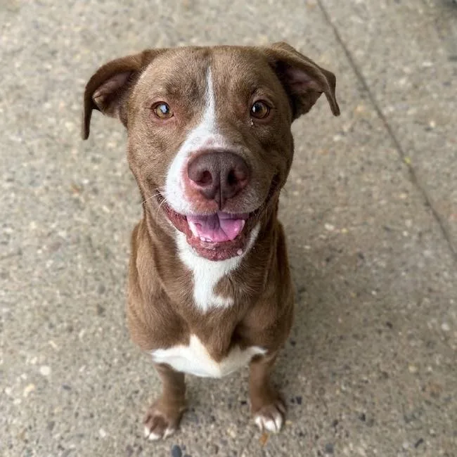 An adult medium-sized male Brown / Chocolate Mixed Breed dog named Bender for adoption in Charleston, WV