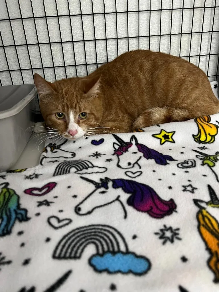 A young small-sized male Domestic Short Hair cat named Tange for adoption in Brookings, OR