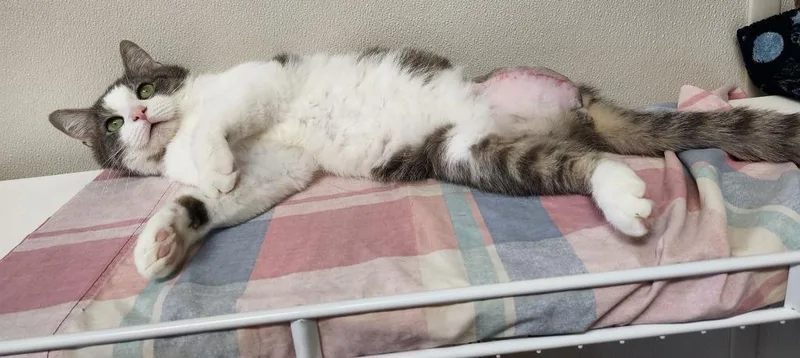 Survivor thumbnail 3