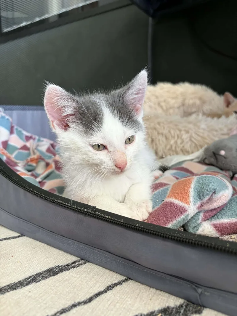 A baby medium-sized male Gray & White Domestic Short Hair cat named Templeton for adoption in St. George, UT