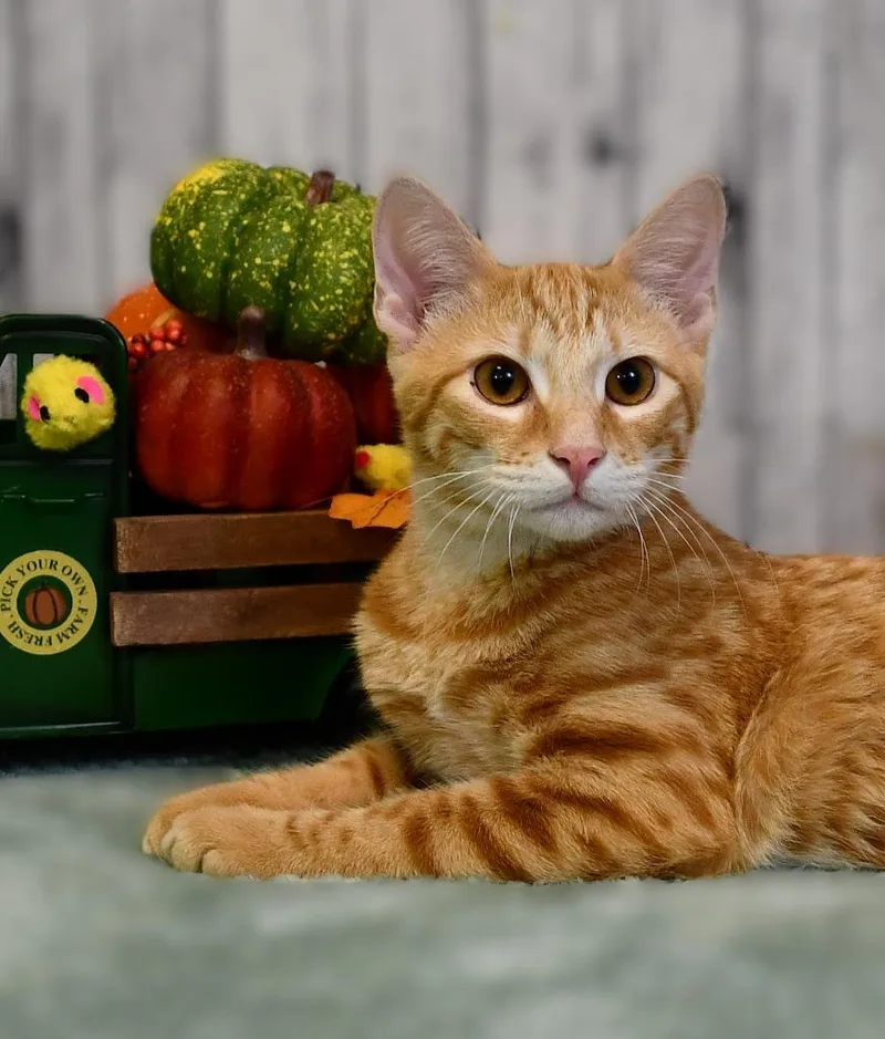 A baby medium-sized male Domestic Short Hair cat named Scar for adoption in Roanoke, TX