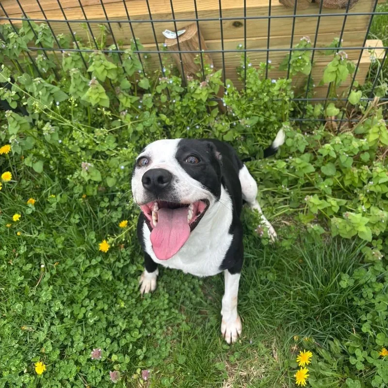 A young small-sized female Black Chihuahua dog named Bug for adoption in Waynesboro, PA
