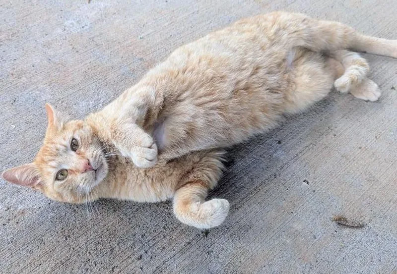 Carl Catnip thumbnail 2