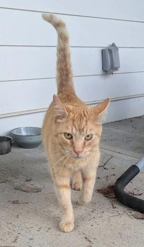 Carl Catnip thumbnail 3