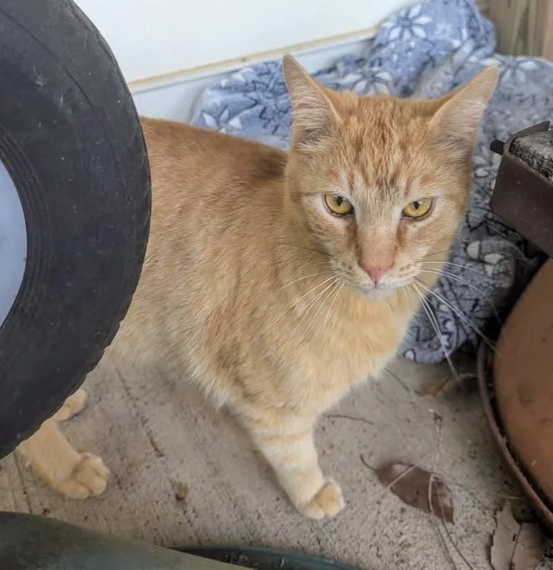 Carl Catnip thumbnail 4