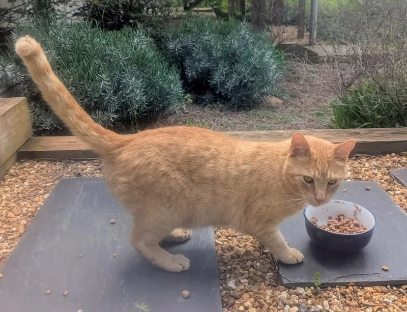 Carl Catnip thumbnail 5