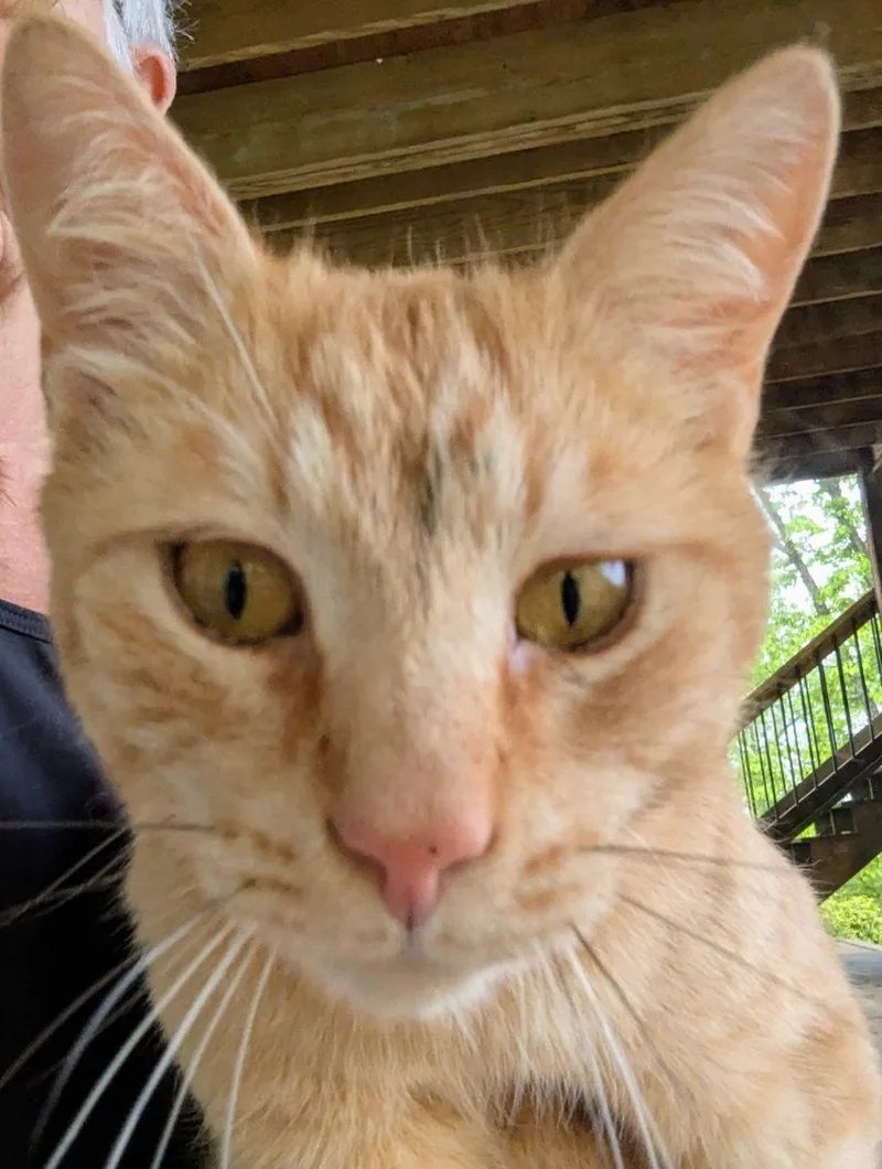 Carl Catnip thumbnail 6