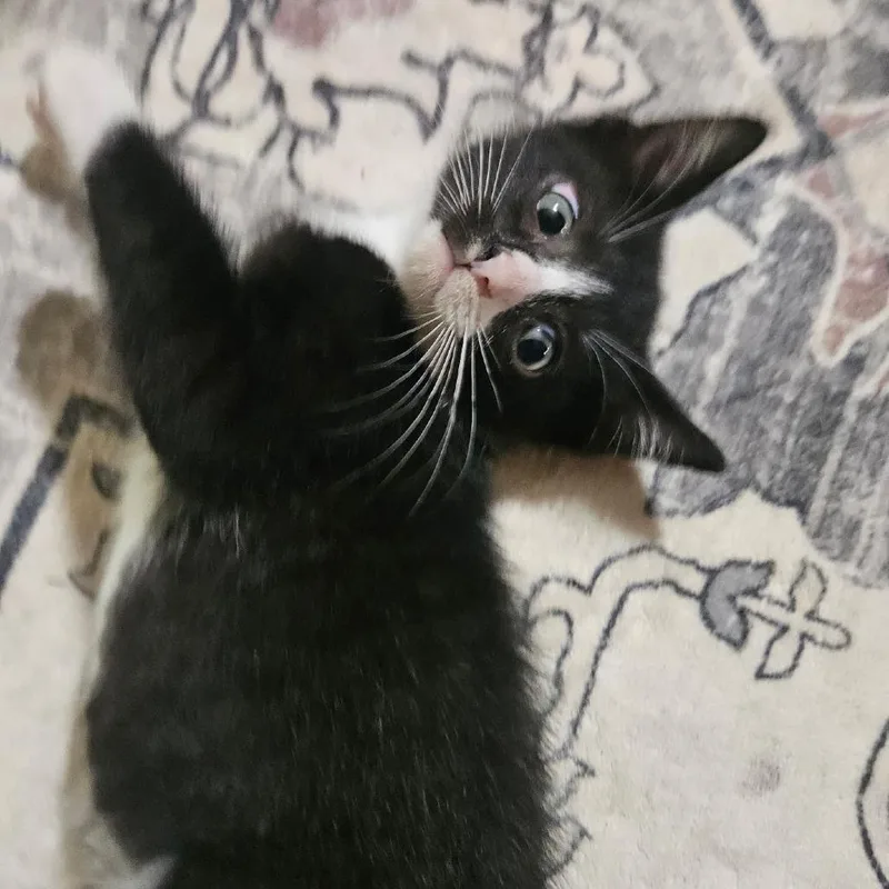 A baby small-sized male Black Domestic Short Hair cat named Han for adoption in Huntsville, AL