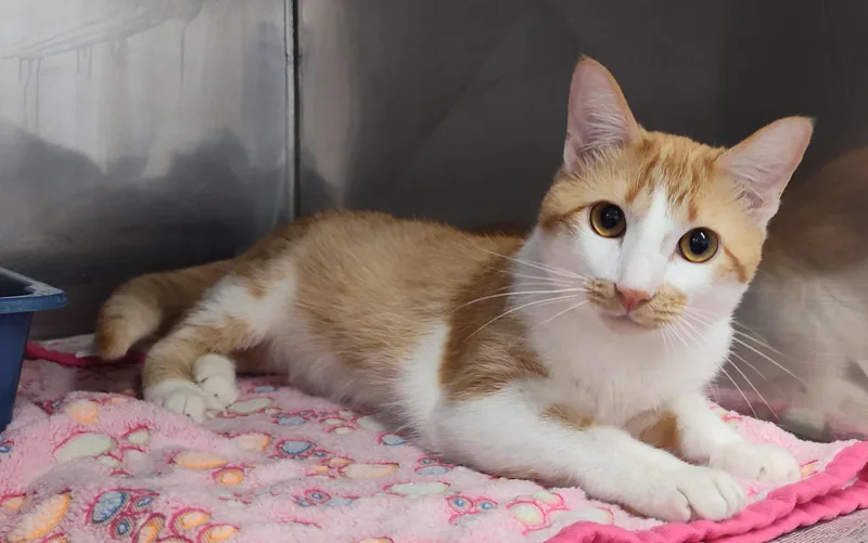 A young medium-sized male Orange & White Tabby cat named Charlie for adoption in Claremore, OK