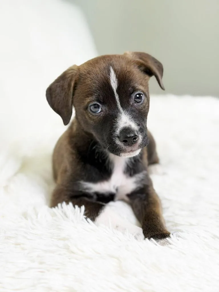 Cookie Litter  Ginger