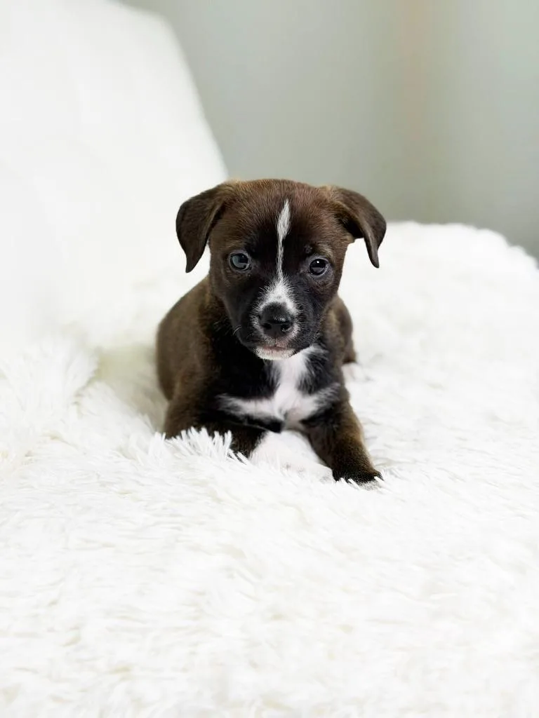 Cookie Litter  Ginger thumbnail 2