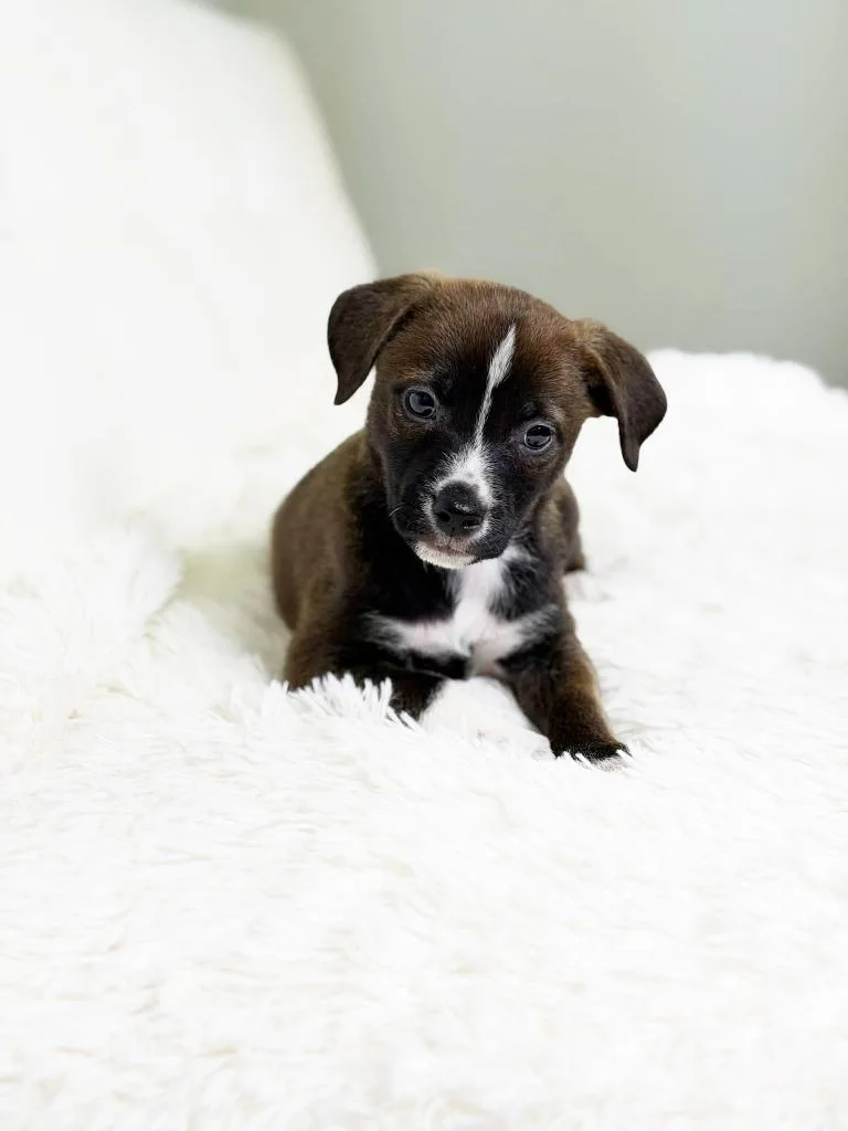 Cookie Litter  Ginger thumbnail 3