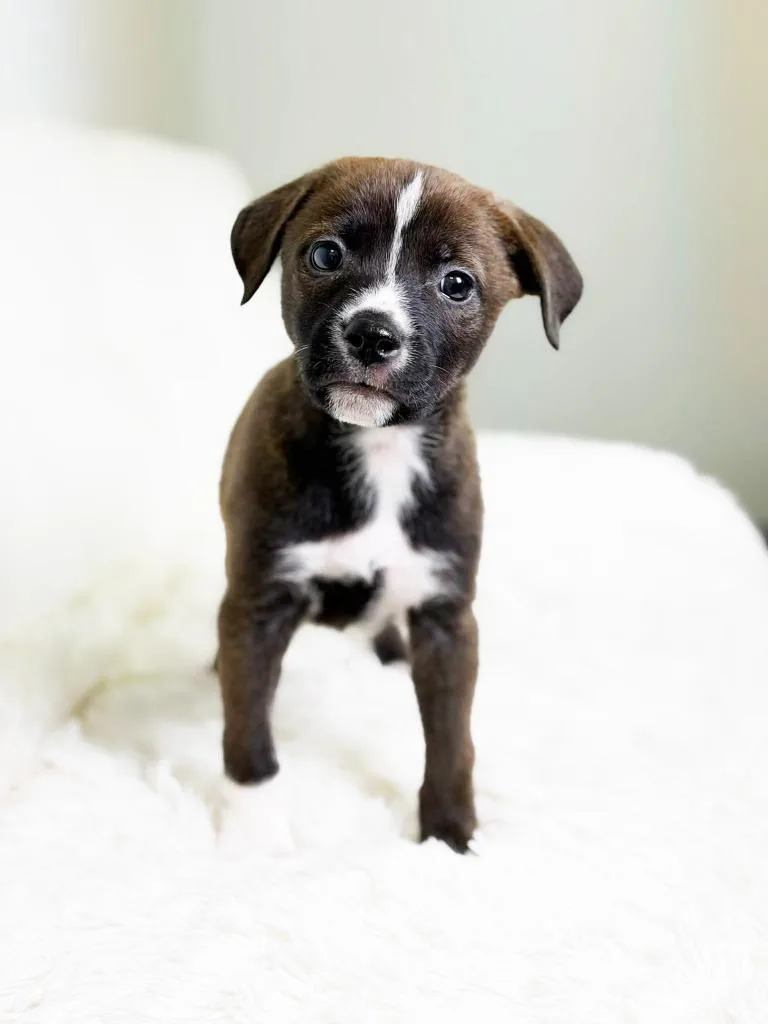 Cookie Litter  Ginger thumbnail 4