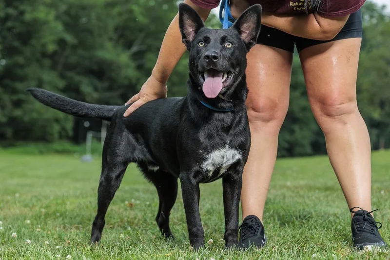 A young medium-sized male Black Labrador Retriever dog named Conrad for adoption in Chester Springs, PA