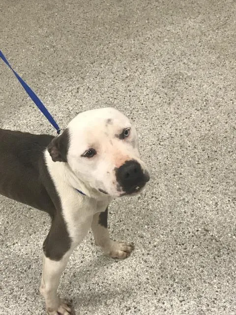 A young medium-sized male American Staffordshire Terrier dog named Red for adoption in Conroe, TX