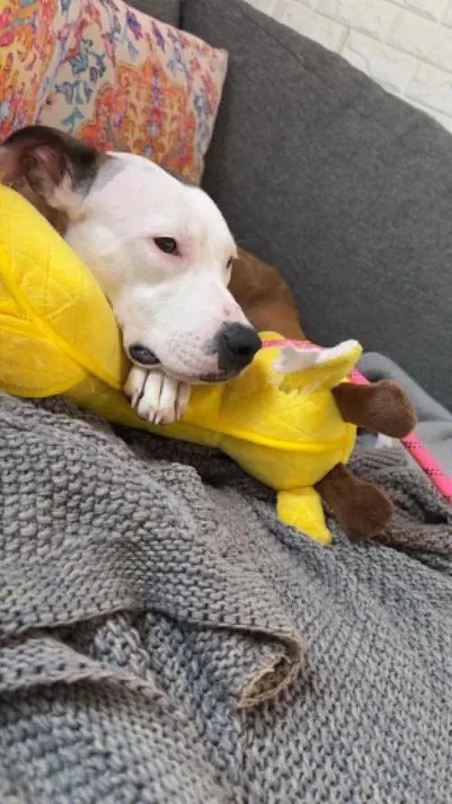 A young medium-sized female Pit Bull Terrier dog named Tremmy for adoption in Minneapolis, MN