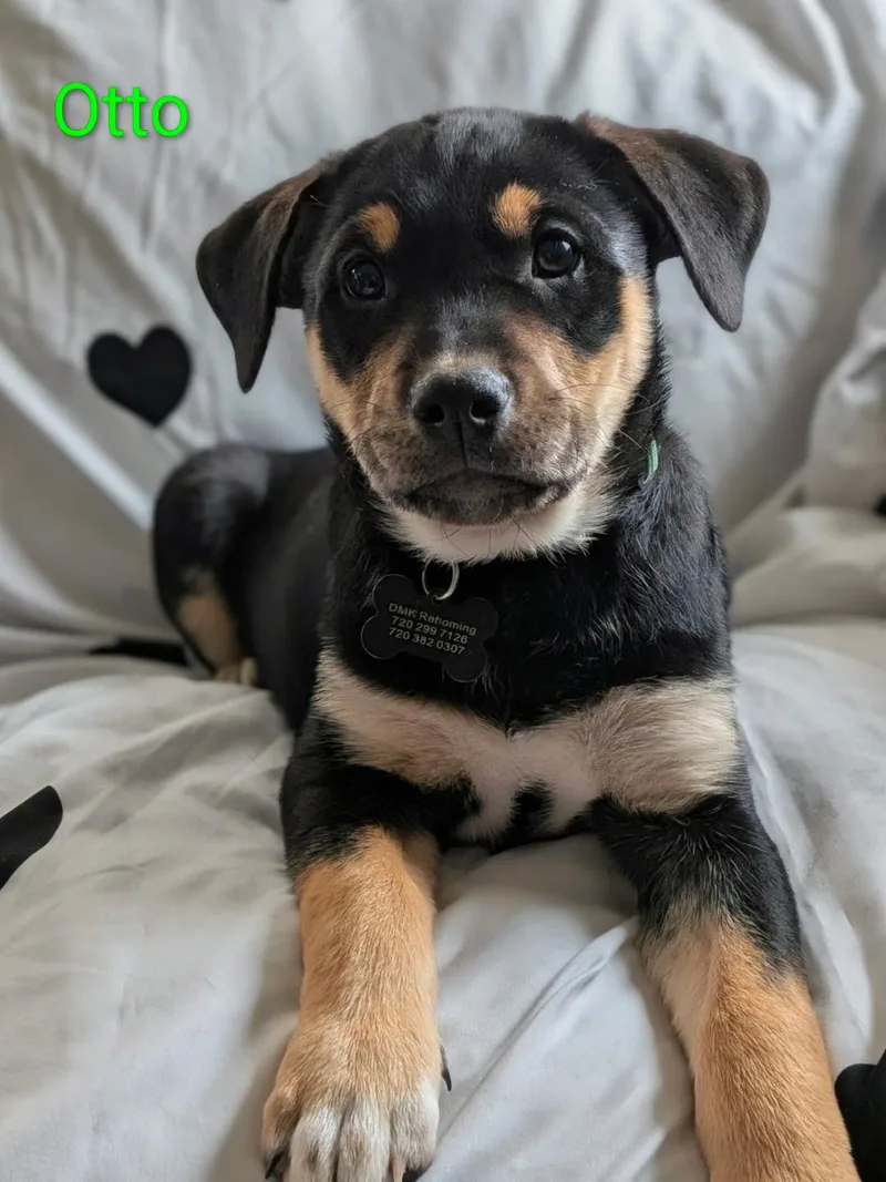A baby medium-sized male Labrador Retriever dog named Otto for adoption in Littleton, CO