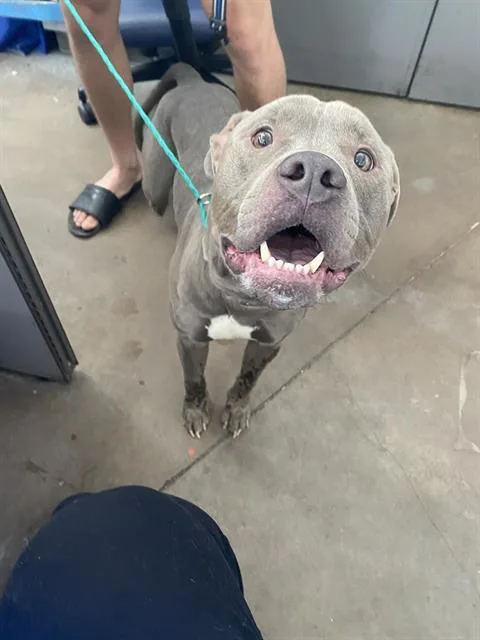 A young large-sized male Mixed Breed dog named Blue for adoption in Dallas, TX