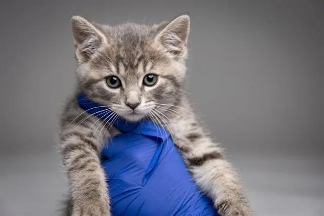 A baby small-sized female Domestic Medium Hair cat named Milkshake for adoption in Belleville, IL