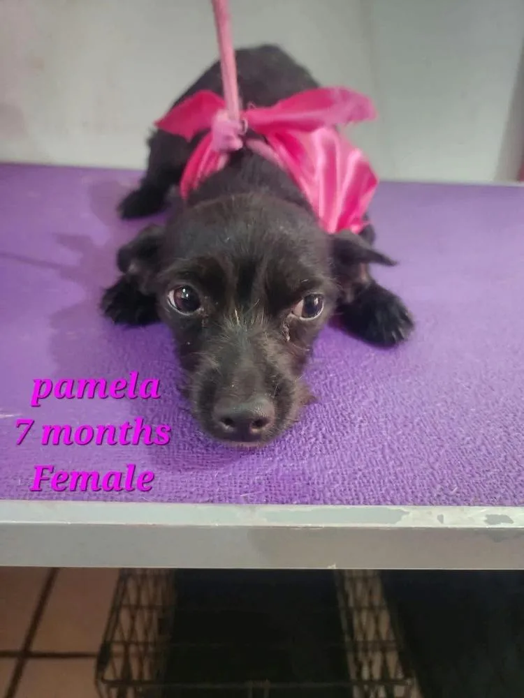 Pamela