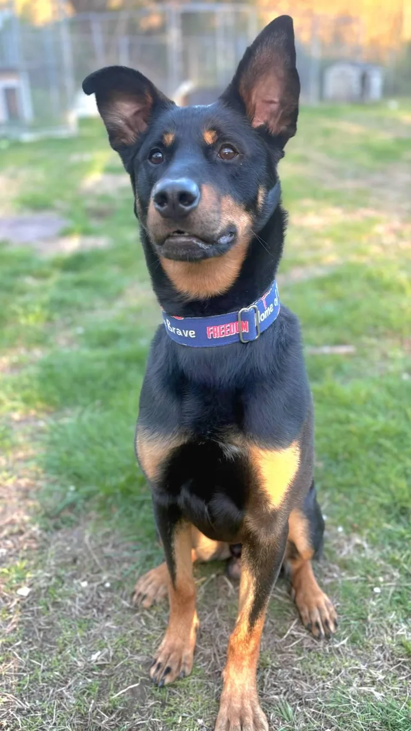A young medium-sized male Hound dog named Stitch for adoption in North Kingstown, RI