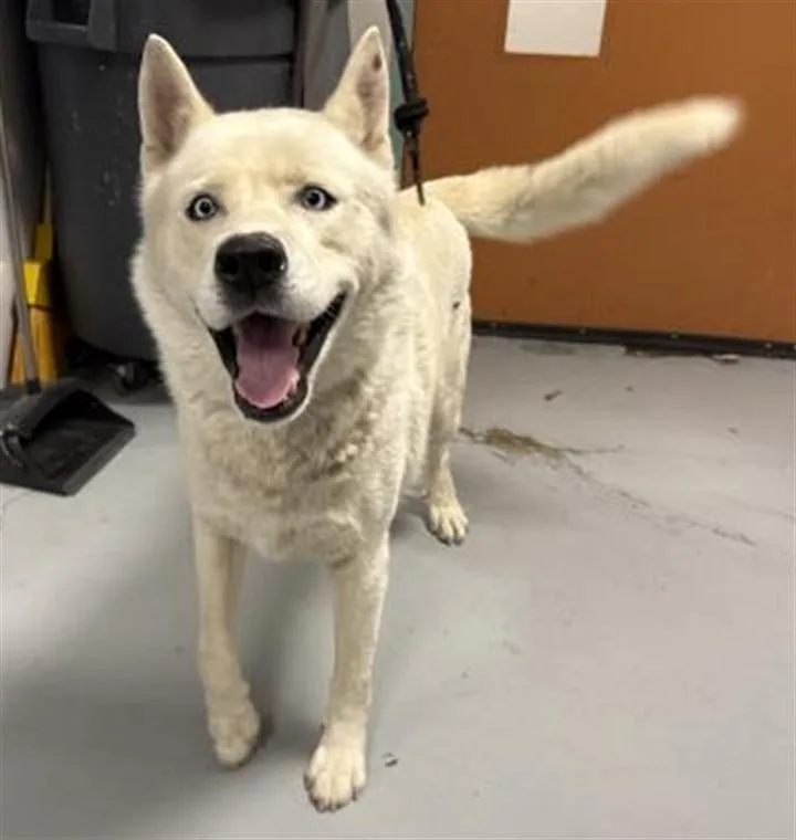 An adult large-sized male Siberian Husky dog named Leo for adoption in Chatsworth, CA