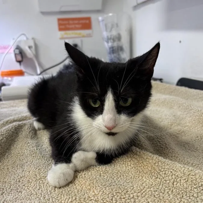An adult medium-sized female Domestic Short Hair cat named Cailleach for adoption in New York, NY